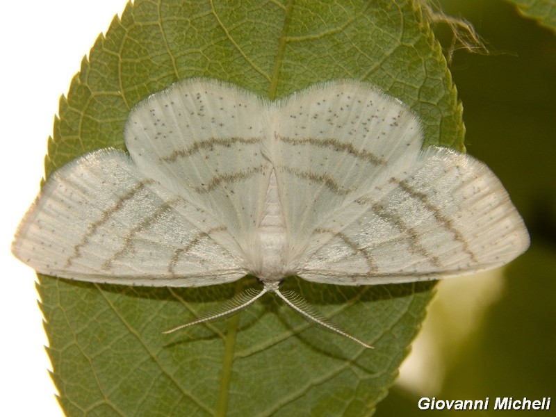 Cabera pusaria